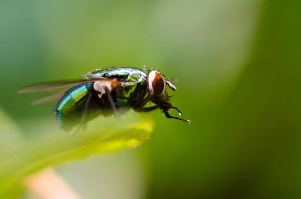 Fliege auf einem Blatt — Stockfoto