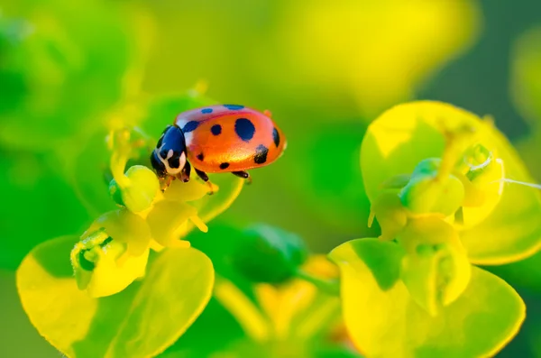 Mariquita. — Foto de Stock