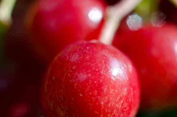 ガマズミ属の木の果実 — ストック写真