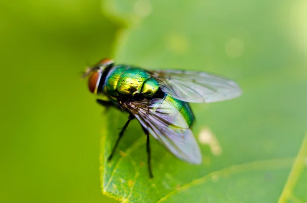 Fliege auf einem Blatt — Stockfoto