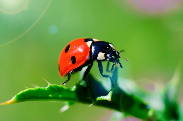 Uğur böceği — Stok fotoğraf