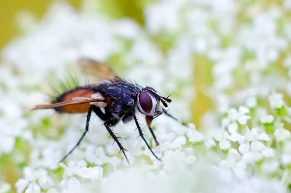 Fly on a flowers — Stock Photo, Image