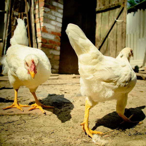 Kurczak na farmie — Zdjęcie stockowe