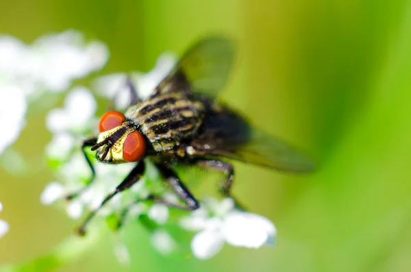 Moucha na květu — Stock fotografie