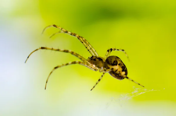 Spider — Stock Photo, Image