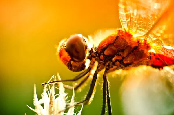 Dragonfly — Stock Photo, Image