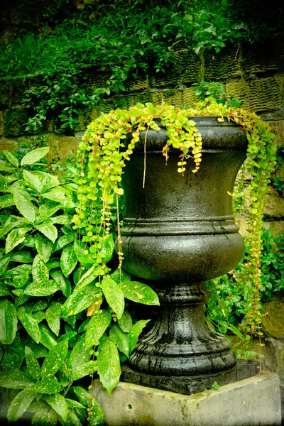 像の花瓶 — ストック写真