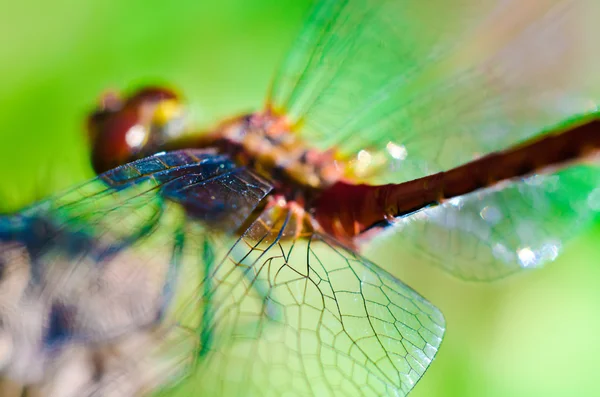 Dragonfly — Stock Photo, Image