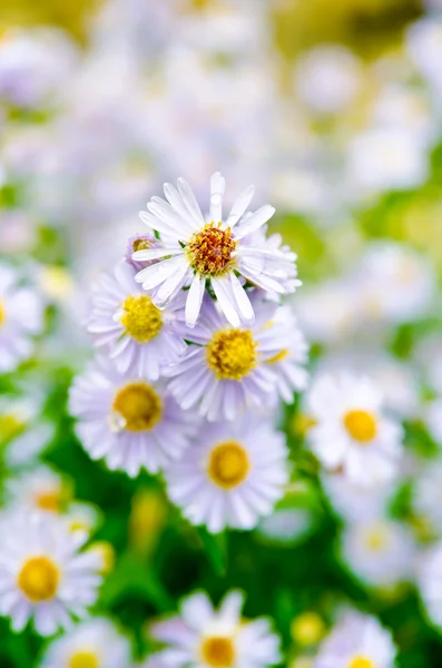 Hermosa flor —  Fotos de Stock