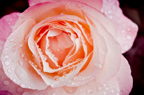 Роза с каплями — стоковое фото