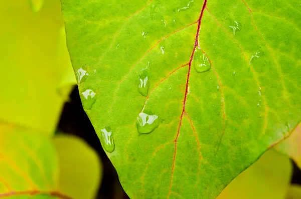 Feuille avec gouttes — Photo