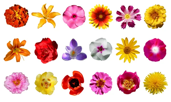 Raccolta di fiori — Foto Stock