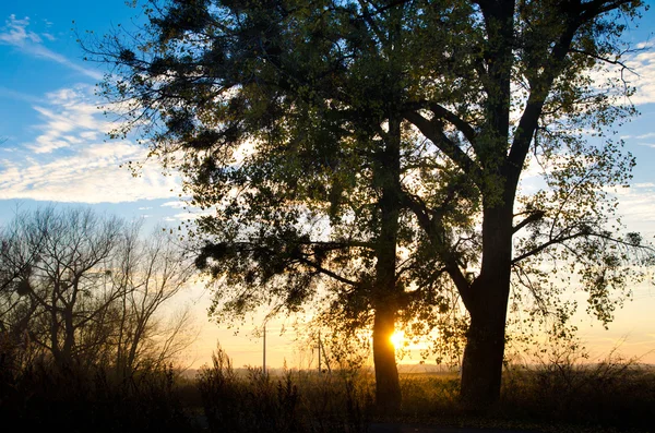 Bir ağacın arkasında günbatımı — Stok fotoğraf