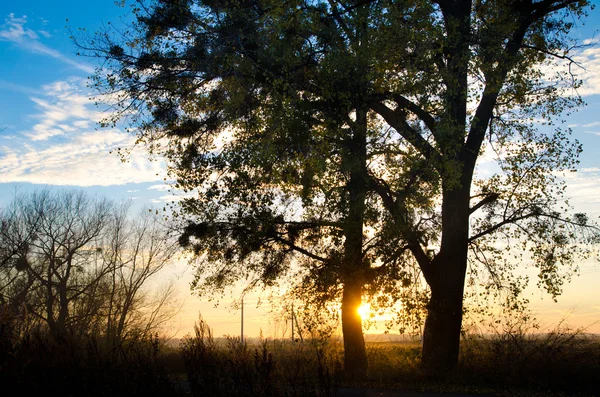 Tramonto dietro un albero — Foto Stock