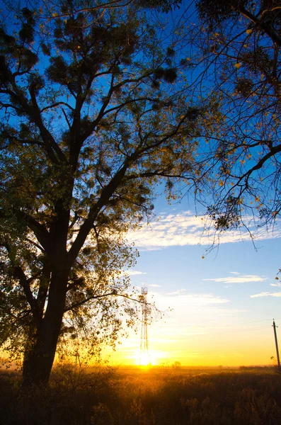 Puesta de sol detrás de un árbol —  Fotos de Stock