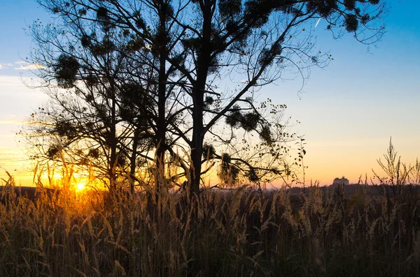 Tramonto dietro un albero — Foto Stock