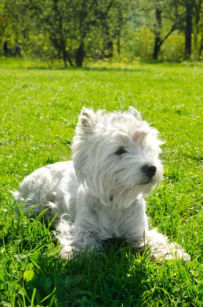 흰 개 — 스톡 사진