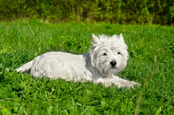 White dog — Stock Photo, Image