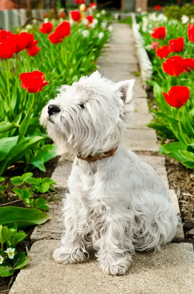 Beyaz köpek — Stok fotoğraf