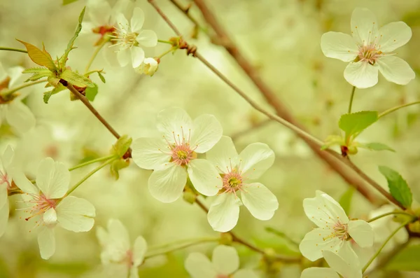 Kvetoucí pupeny — Stock fotografie