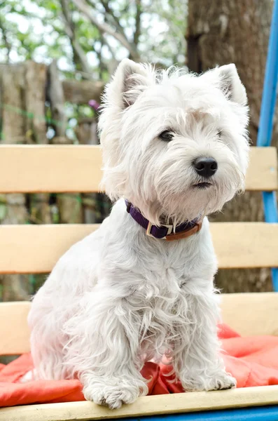 Weißer Terrier — Stockfoto