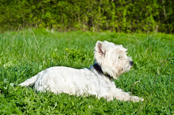 West highland terrier — Stock Fotó