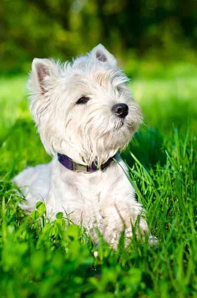 West highland terrier — Zdjęcie stockowe