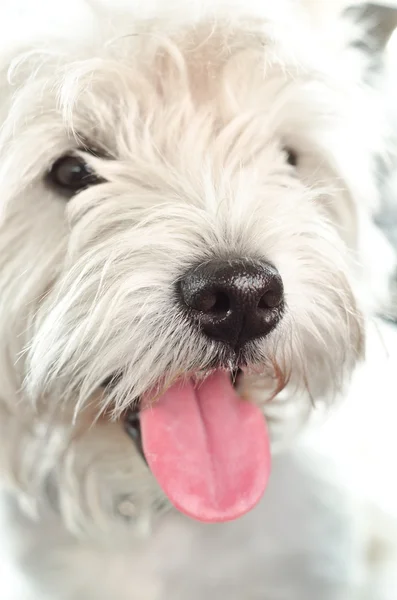 Vestlige highland terrier - Stock-foto