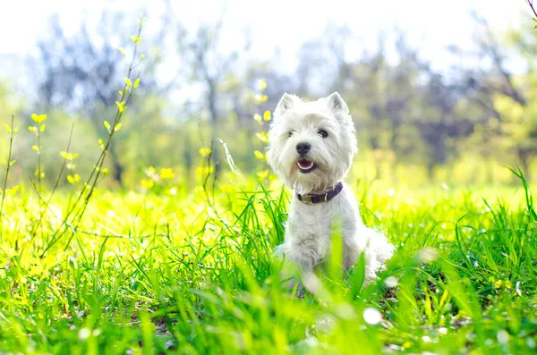 West highland terrier — Zdjęcie stockowe