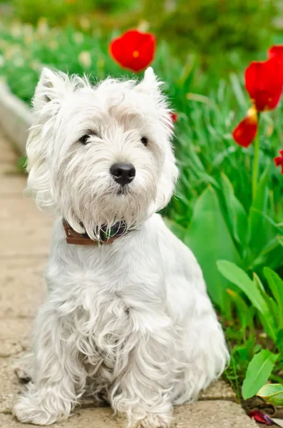 West Highland terrier —  Fotos de Stock