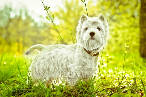 West highland terrier — Zdjęcie stockowe