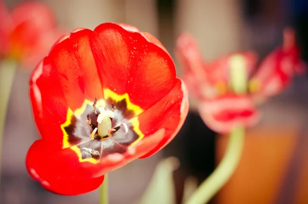 Tulipe rouge — Photo