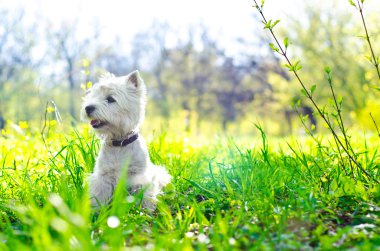 Batı highland terrier