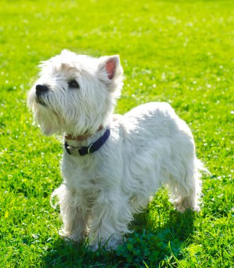 Batı highland terrier