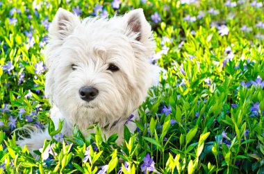 Batı highland terrier