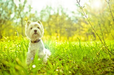 Batı highland terrier