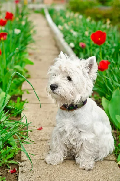 West highland terrier — Stockfoto