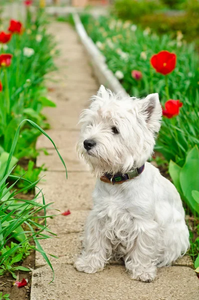 West highland terrier — Zdjęcie stockowe