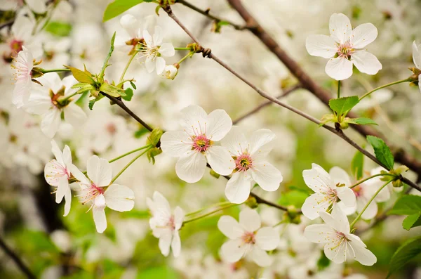 花蕾 — 图库照片