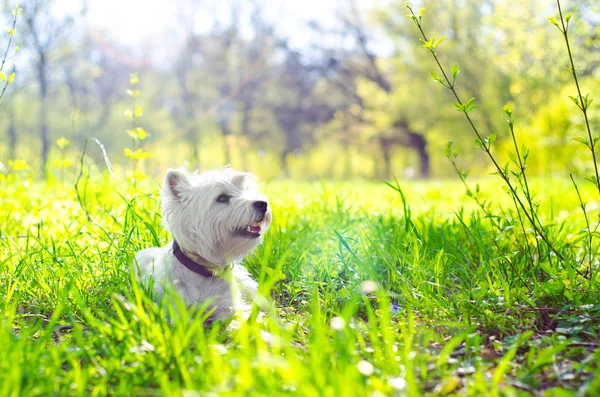 West highland terrier — Stockfoto