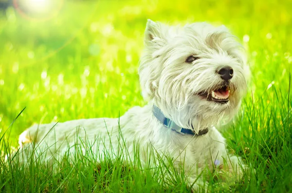 West highland terrier — Zdjęcie stockowe