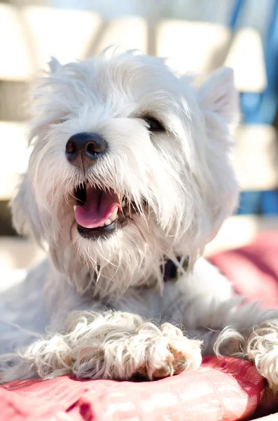 West highland terrier — Stock Fotó