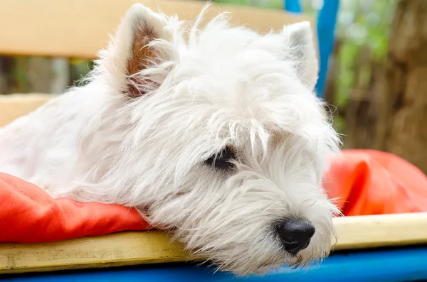 West highland terrier — Stockfoto