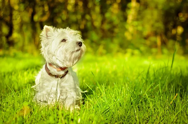 West highland terrier Jogdíjmentes Stock Fotók