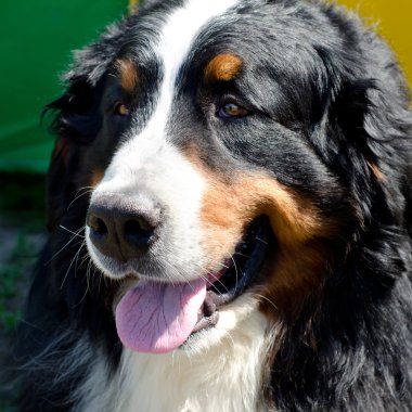 Bernese dağ köpeği