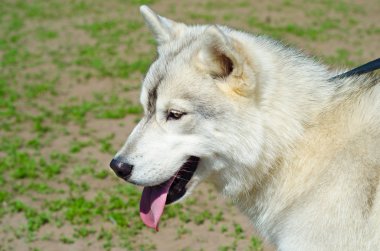 Husky köpek
