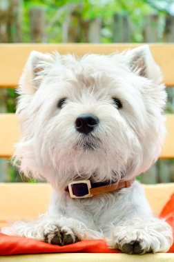 Batı highland terrier