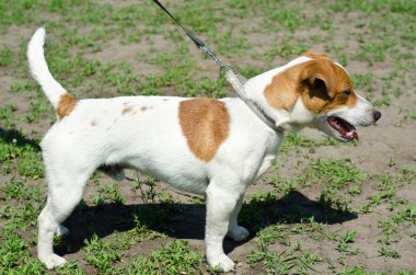 Jack Russell Teriyeri