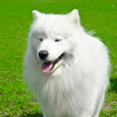 samoyed dog