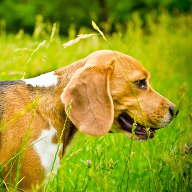 Beagle köpek